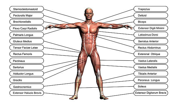 concepto de alta resolución o conceptual 3d anatomía humana - aductor grande fotografías e imágenes de stock