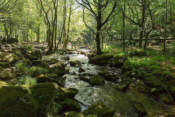 istock Golitha Falls River Fowey Bodmin Moor Cornwall England 175644685