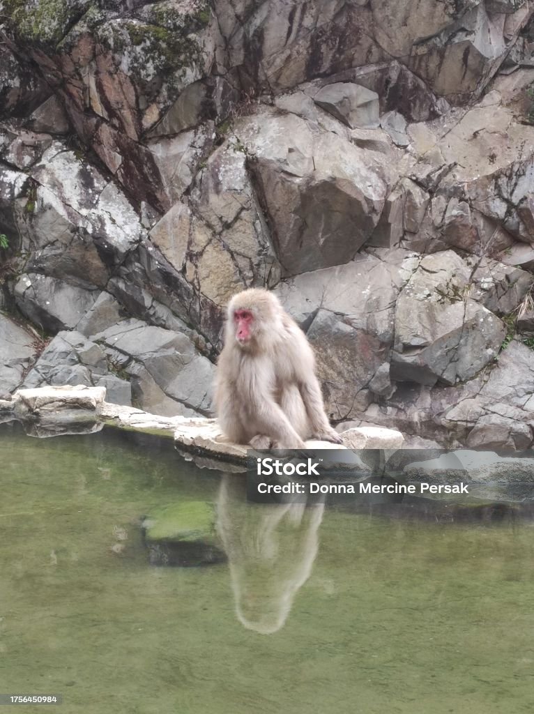 Snow Monkey Snow monkey sitting near the hotspring Animal Wildlife Stock Photo