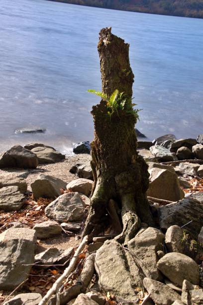 istock Lonely stump on the shore of Loch 1756458516