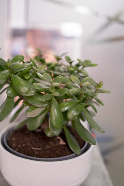 istock Crassula ovata, known as lucky plant or money tree 1756470824