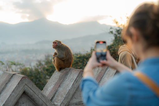 Woman photographing monkey with smartphone at sunset