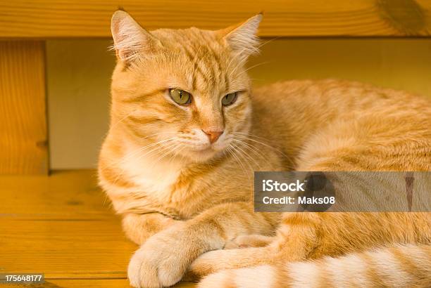Orange Cat Stock Photo - Download Image Now - Animal, Animal Hair, Bench