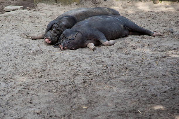 A group of mini pigs is sleeping during the day. Concept for World Animal Day