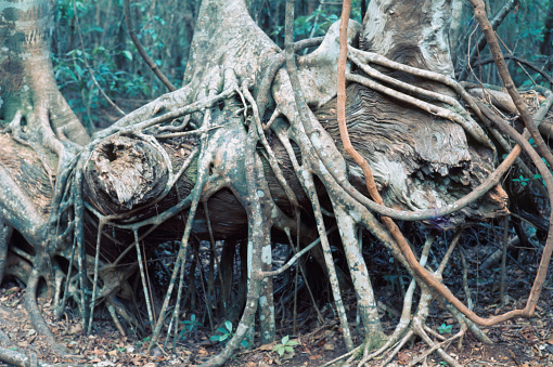Strangler fig tree (Ficus aurea) roots in Everglades National Park, Florida- shot in May 1977, vintage slide film scan.