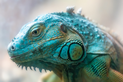 Close-up portrait of a blue iguana's head.