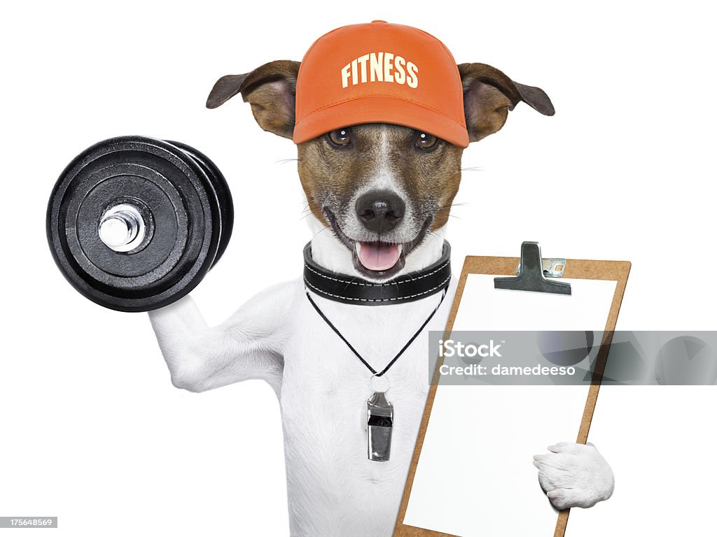 funny fitness dog dog training with dumbbells and a whistle Dog Stock Photo