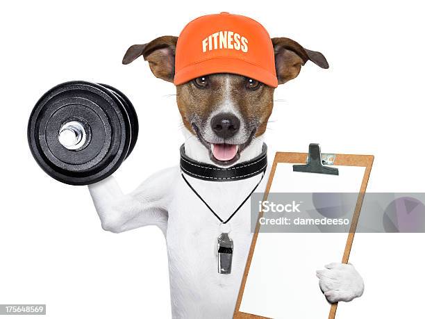 Funny Fitness Dog Stock Photo - Download Image Now - Dog, Gym, Activity
