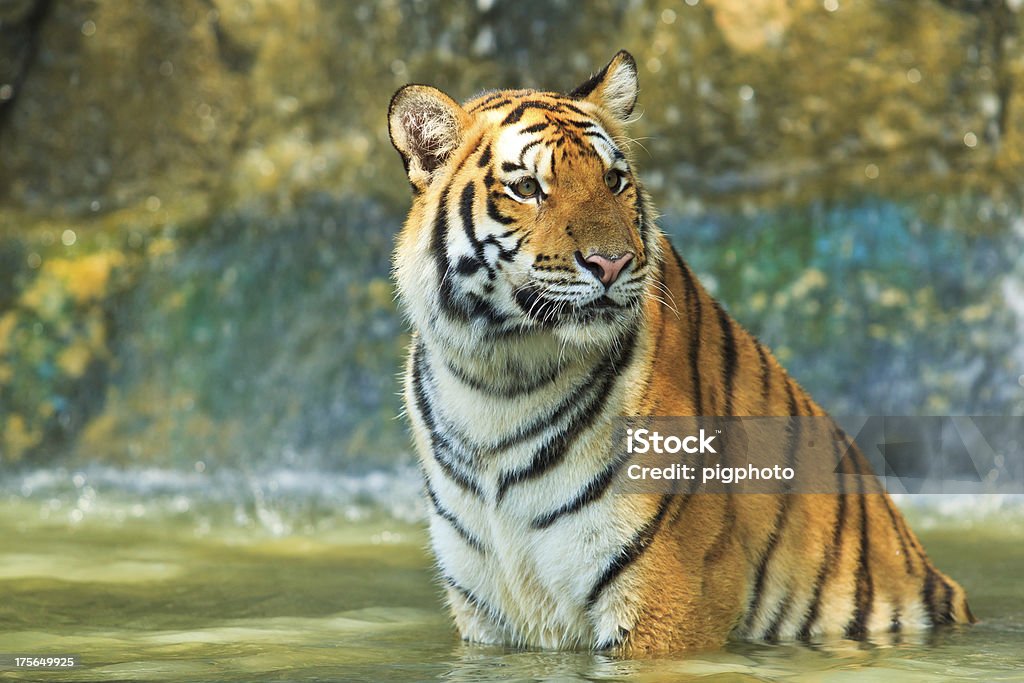 Tigre jogar água - Royalty-free Agressão Foto de stock