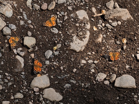 Four Subtropical Lady butterflies (Vanessa carye) rests and drink from damp gravel at the side of a mountain stream during spring in central Chile. This species is widespread across South America, with closely-related species in North America and in Eurasia, and the larvae prefer to feed on the very common Nettle and Mallow families.