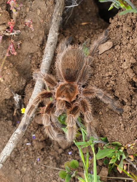 istock A large Chilean Rosehair Tarantula 1756511597