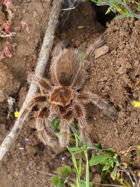 istock A large Chilean Rosehair Tarantula 1756511623