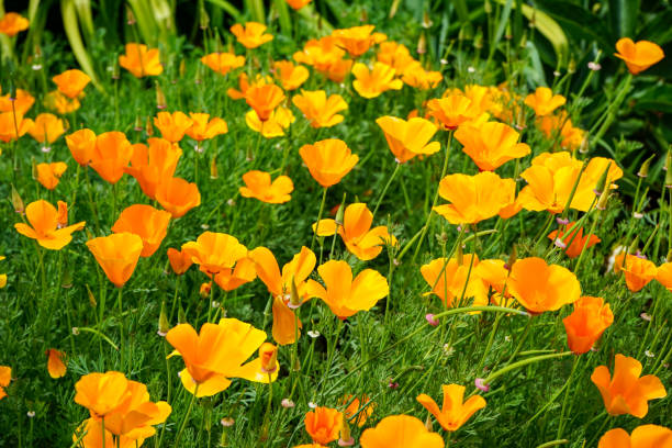 istock Golden orange poppies in Oregon 1756516714