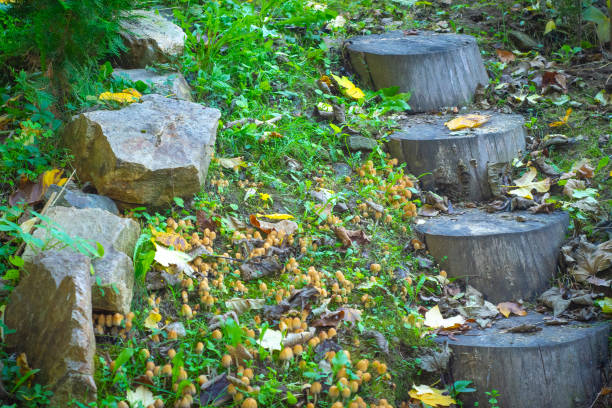 Wild mushrooms growing in the forest. Autumn season. Selective focus. near Vinica, Macedonia