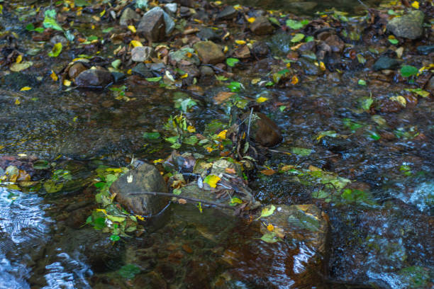 istock Stream in the forest with stones in the foreground. Nature background. 1756520150