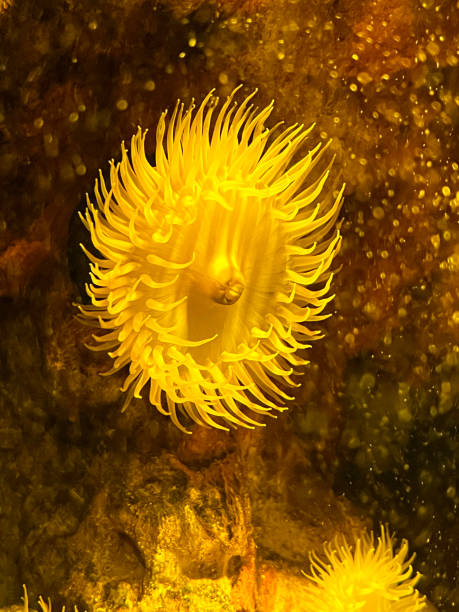 Yellow sea anemone in Aquarium Palma de Mallorca