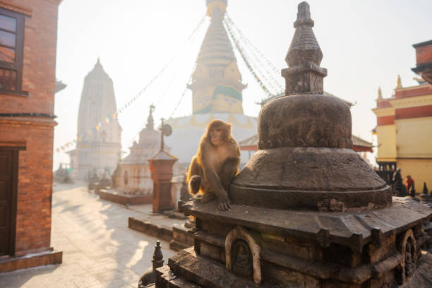 singe dans un temple à katmandou, népal - durbar square photos et images de collection