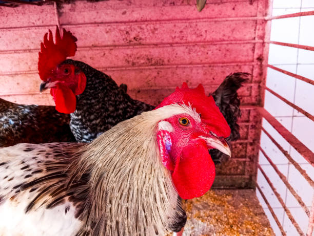 istock Adorable colorful roosters with expressive looking. 1756528089