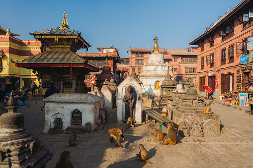 Monkey temple in  Kathmandu full of macaques, Nepal