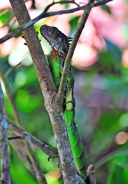 istock Green Iguana, Costa Rica 175652909