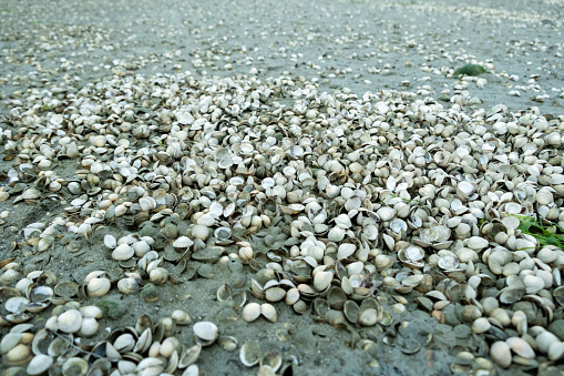 Seashells adorning the ocean's sandy shoreline at low tide on a gloomy day