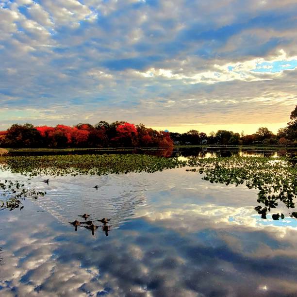 istock Ducks swimming in autumn with cloudy sky 1756533602