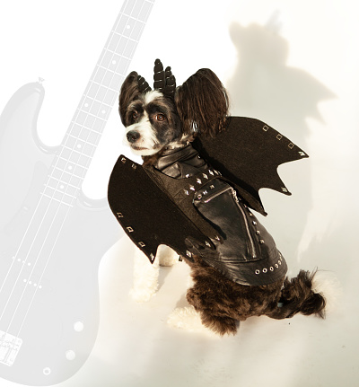 Musical dog playing acoustic guitar