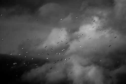 A flock of birds against clouds and sky.