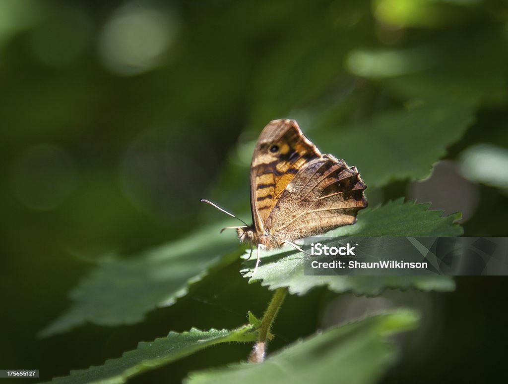 Farfalla colorata in legno - Foto stock royalty-free di Aiuola