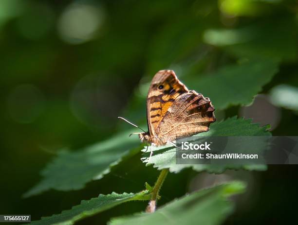 Farfalla Colorata In Legno - Fotografie stock e altre immagini di Aiuola - Aiuola, Animale, Animale selvatico