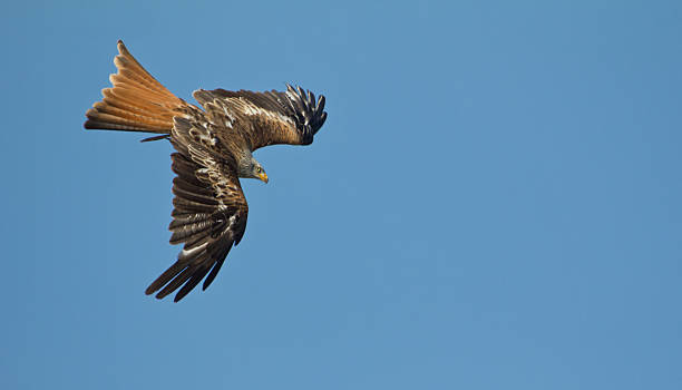 istock Red Kite Spotting Prey 175655517