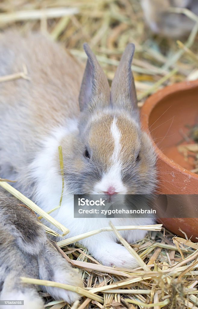 Молодые Кролик сидит на соломы. - Стоковые фото Альбинос роялти-фри