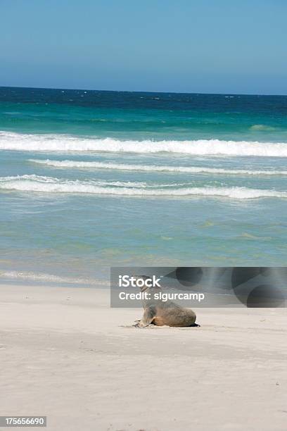 Leone Di Mare Seal Bay Kangaroo Island Australia - Fotografie stock e altre immagini di Abbronzarsi