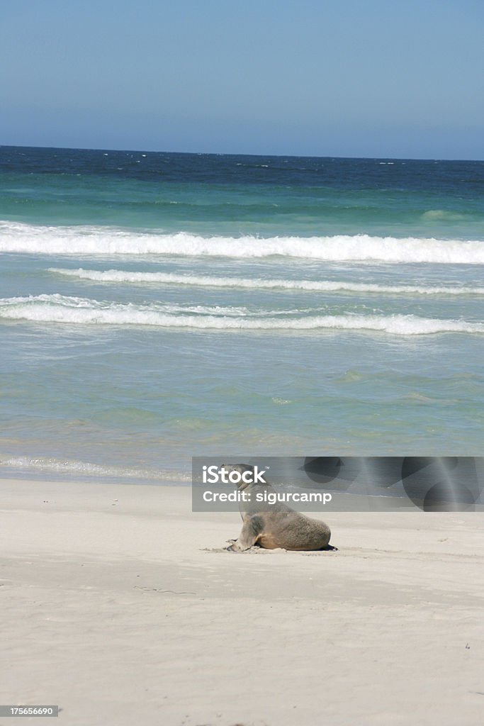 바다 사자, 씰 베이, 캥거루 섬, 호주 - 로열티 프리 건조 기후 스톡 사진
