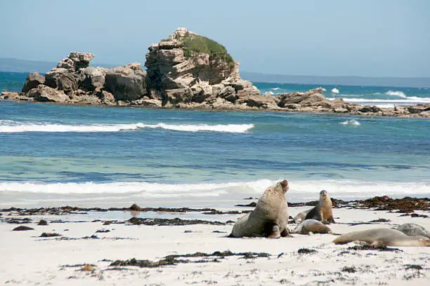 sea-lions resting on a beach in kangaroo island, australia.
