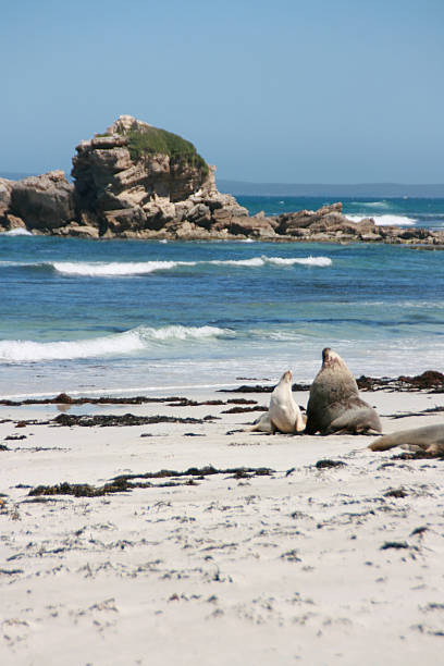 istock Sea-lion, Seal bay, kangaroo island, australia 175656707