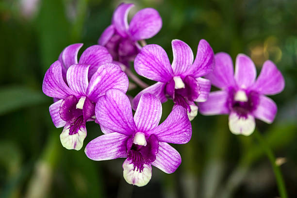 istock Group of purple white orchid flowers 175656979