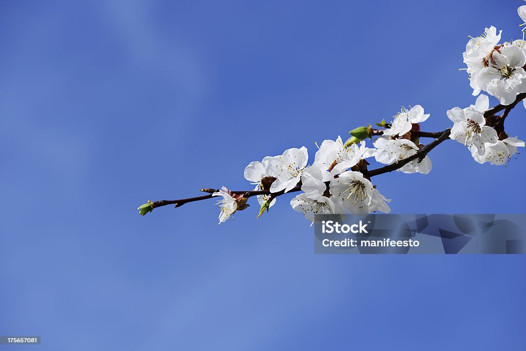 Florecer-árbol de albaricoque - Foto de stock de Aire libre libre de derechos