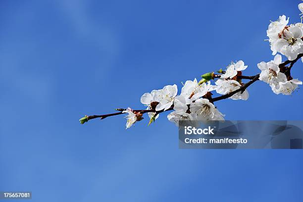 Florecerárbol De Albaricoque Foto de stock y más banco de imágenes de Aire libre - Aire libre, Azul, Belleza de la naturaleza