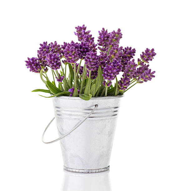 istock lavender in a metal bucket 175657478