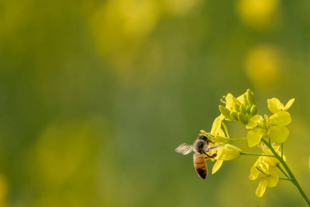 istock Honey bee collecting nectar from mastered flowers, Faridpore, Bangladesh 1756590708