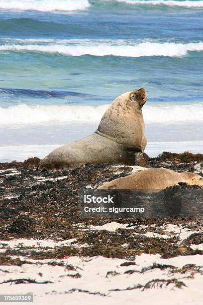 Sea Lion Seal Bay Kangaroo Island Australien Stockfoto und mehr Bilder von Aktivitäten und Sport - Aktivitäten und Sport, Ausgedörrt, Australien