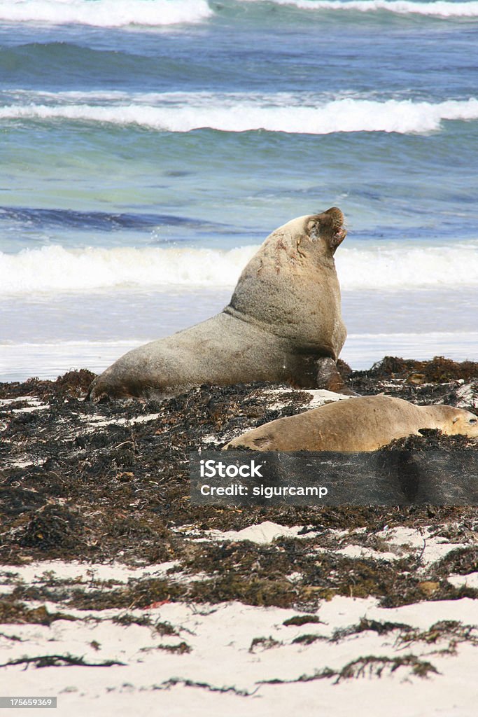 Leone di mare, Seal bay, kangaroo island, australia - Foto stock royalty-free di Abbronzarsi