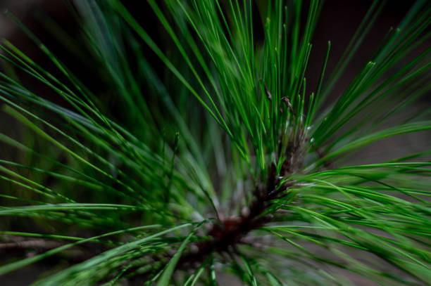 istock Pine leaves detail 1756598322