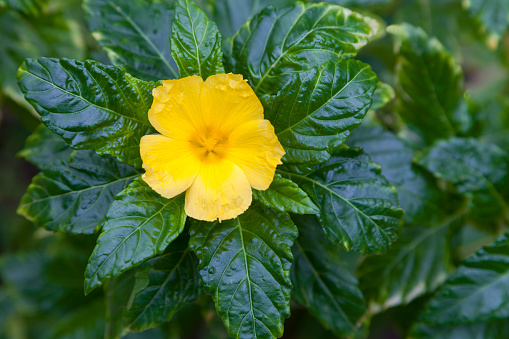 Circular yellow flower with a natural green background.