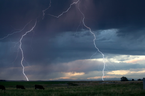 Lightning and Cattle Grazing in Pasture