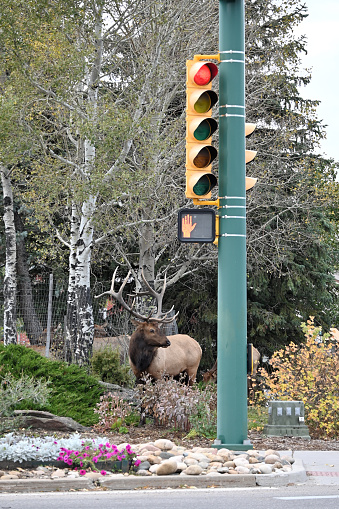 Large bull elk standing in town by the stoplight.