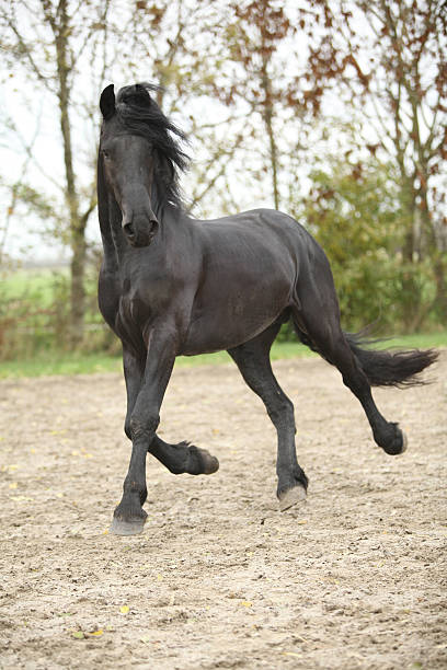 istock Nice friesian stallion running 175659967