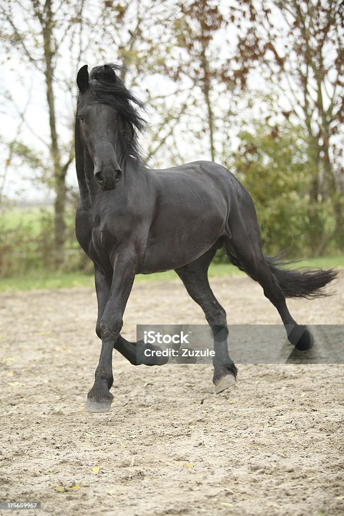 Nice friesian cavalo de corrida - Foto de stock de Animal royalty-free