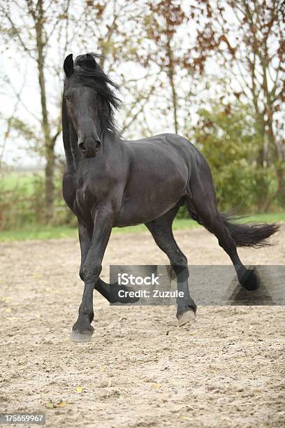 Foto de Nice Friesian Cavalo De Corrida e mais fotos de stock de Animal - Animal, Animal doméstico, Atividade